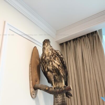 tm697 rèm cửa cao cấp